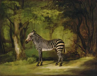 Ein Zebra, 1763